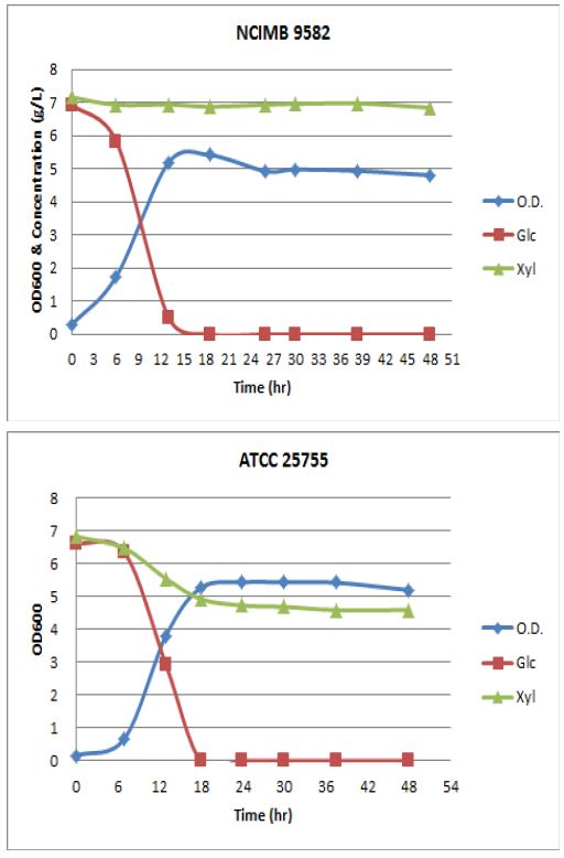 자일로스를 이용하지 못하는 균주와 이용하는 균주의 동일 농도의 포도당과 자일로스를 혼합한 배지에서의 당 이용 비교