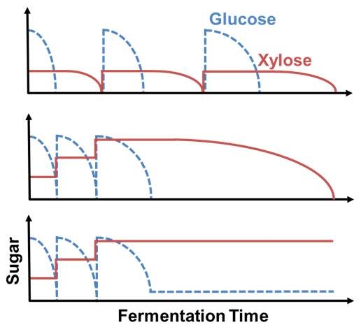 탄소 이화물 억제가 존재하는 균주의 fed-batch fermentation 시 당의 소모경향