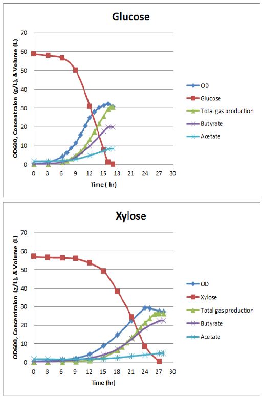 ATCC 25755의 동일 농도의 포도당과 자일로스의 이용 및 대사산물 생산 비교