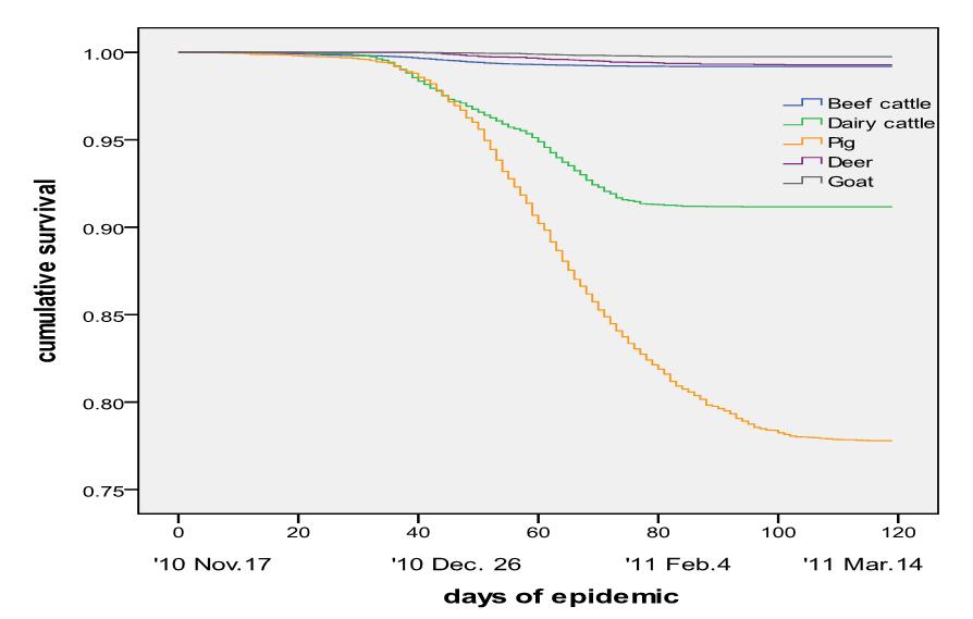 구제역 발생기간 동안의 축종별 감염 양상에 대한 생존도표