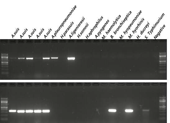 Result of PCR specificity test. Specific PCR products for A. suis were shown in upper panel (16s rRNA) and lower panel (23s rRNA), respectively