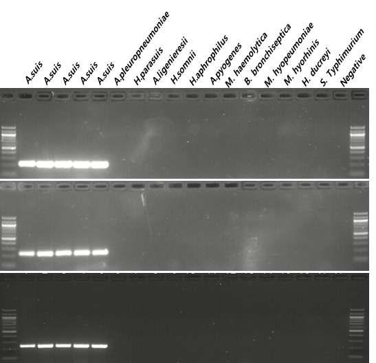 Result of PCR specificity test. All sets of exbD (upper panel), tonB (middle panel), ompA (lower panel) primers produced specific PCR products to A. suis only without non-specific products