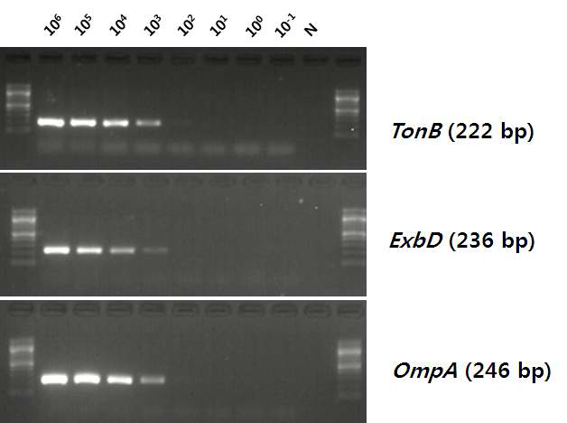 Result of PCR sensitivity test. Bacterial suspension of A. suis was 10-fold diluted in sterilized saline from 106 to 10-1 CFU/㎖.