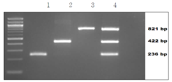 Results of multiplex PCR of A. suis.