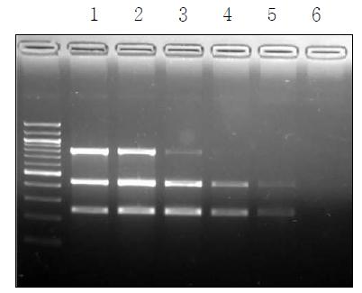 Results of multiplex PCR sensitivity test