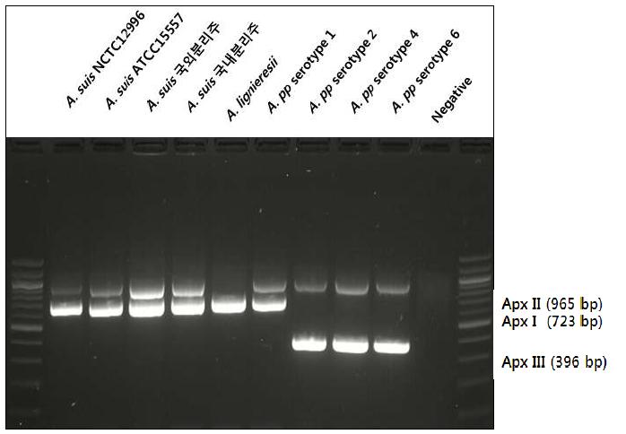 Apx toxin gene profiling of A. suis. All of the A. suis strains possessed ApxI and ApxII genes