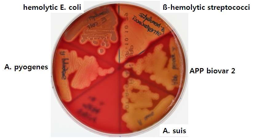 Comparison of colony morphology of A. suis with other pneumonic bacteria