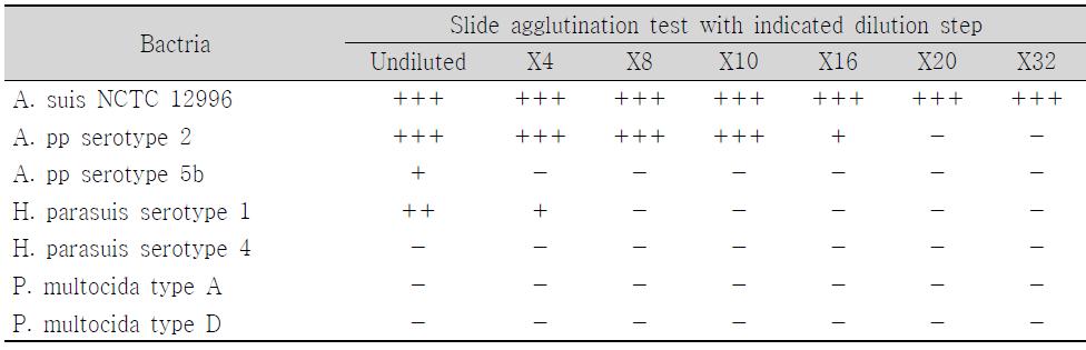 Dilution of A. suis antiserum to eliminate of cross-reaction with Pasteurellaceae family bacteria