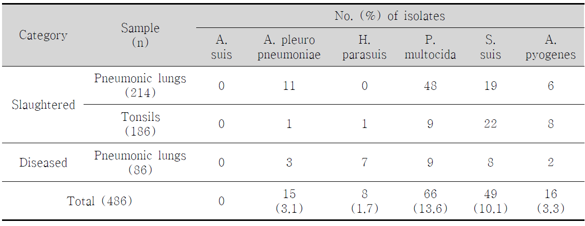 Prevalence of pneumonic bacteria from pneumonic lungs and tonsils of slaughtered and diseased pigs