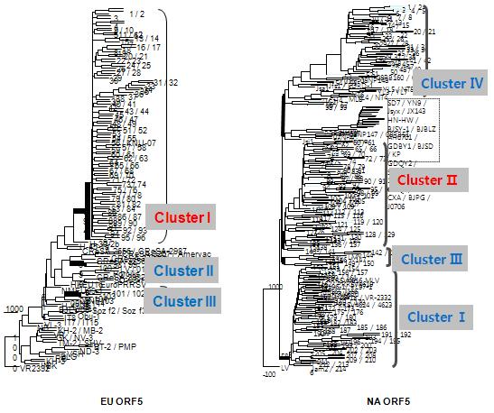 유럽형 및 북미형 ORF5 region에 대한 phylogenetic tree