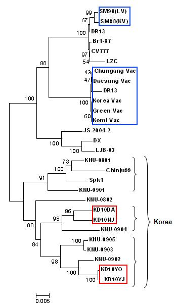 국내 발생 PEDV의 S gene에 대한 phylogenetic tree.