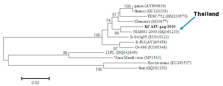 Phylogenetic analysis of Korean CAEV in goat