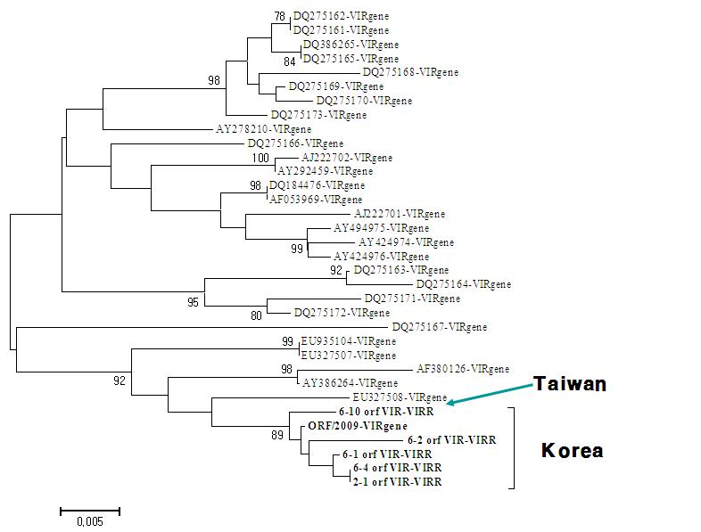 Phylogenetic analysis of Korean orf viruses in goats