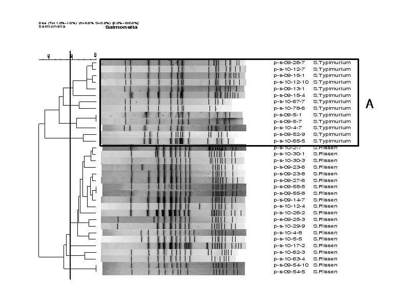 PFGE type of S. Typhimurium and S. Rissen by XbaI