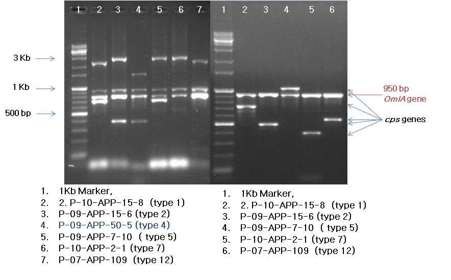 Result of toxin and cps region PCR for serotype of A. pleuropneumoniae field isolates