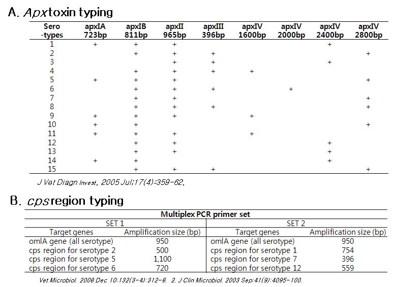 Atinobacillus pleuropneumoniae PCR amplicons for serotyping