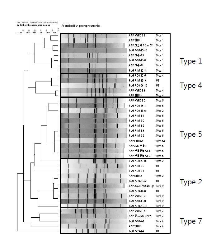 PFGE types of A. pleuropneumoniae field isolates by ApaI