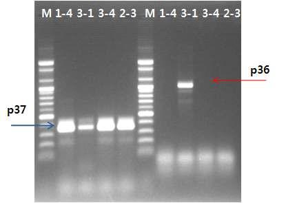 PCR detection of field isolates for M. hyorhinis (p37) and M. hyopneumoniae (p36)