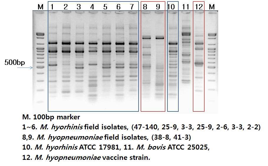 RAPD types of field isolates for M. hyorhinis and M. hyopneumoniae by OPA3 primer