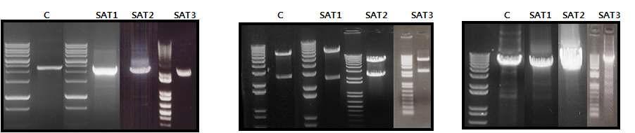 구제역바이러스 C형, SAT 1, 2, 3형 구조단백질 유전자 부위 증폭