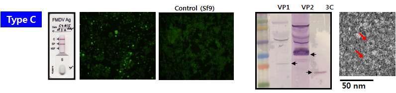 구제역바이러스 C형 구조단백질 발현 및 바이러스유사 입자 확인