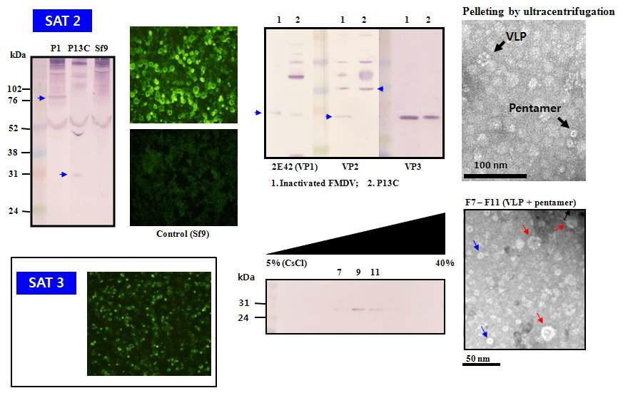 구제역바이러스 SAT 2형 및 SAT 3형 구조단백질 발현 및 바이러스유사 입자 확인
