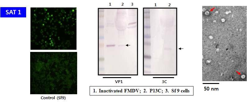 구제역바이러스 SAT 1형 구조단백질 발현 및 바이러스유사 입자 확인