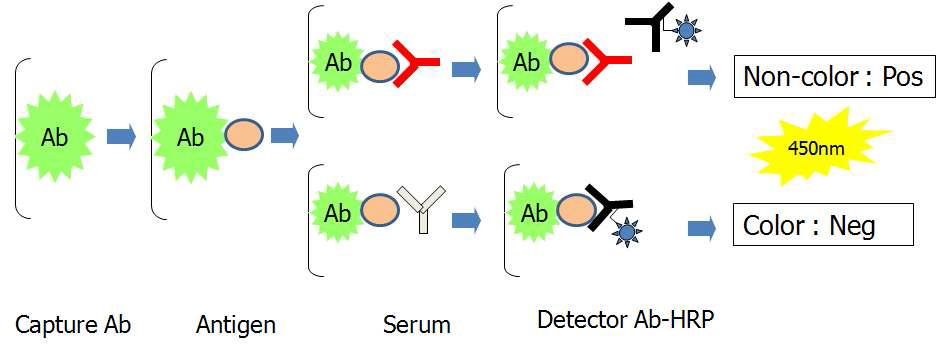 Blocking 방식의 ELISA 모식도