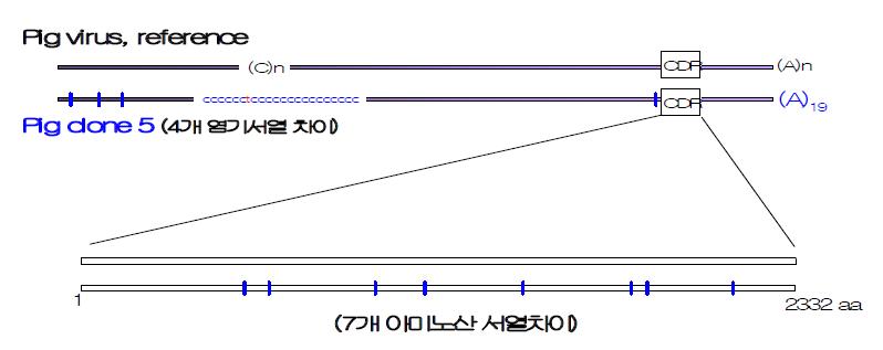 P10과 원형 바이러스의 전체 염기서열 비교