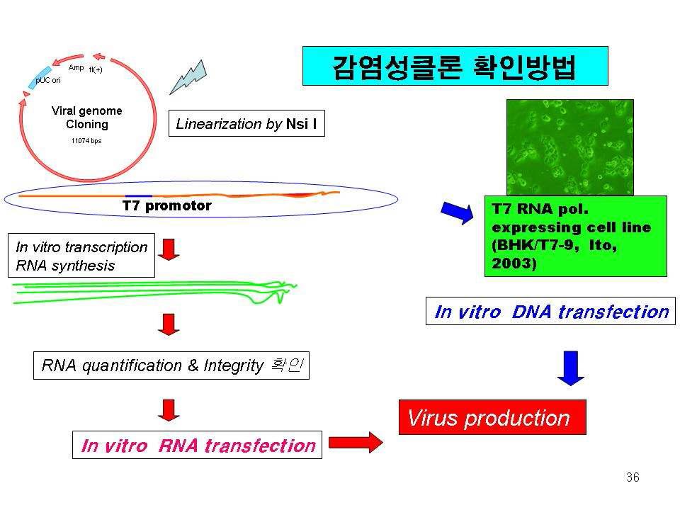 구제역 cDNA클론의 감염성 여부를 확인하기 위한 방법