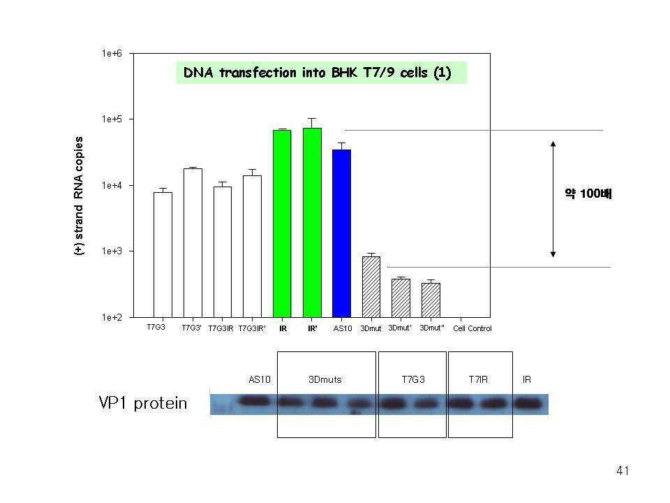 Linearized DNA의 BHK/T7-9세포 형질도입 결과