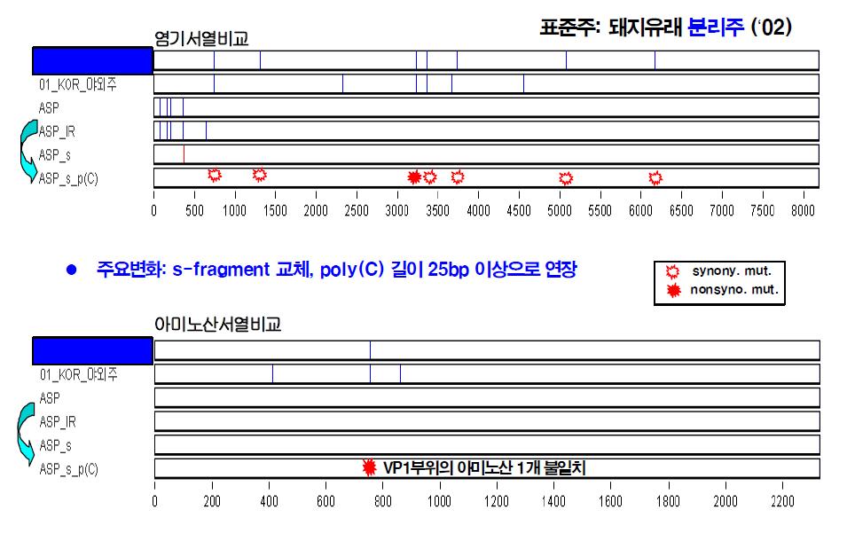 돼지유래 바이러스의 cDNA 클론 수정모식도