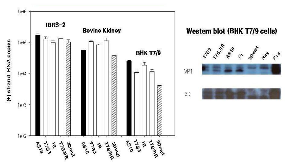 세포 종류별 각 클론의 in vitro transcription된 RNA 도입 결과