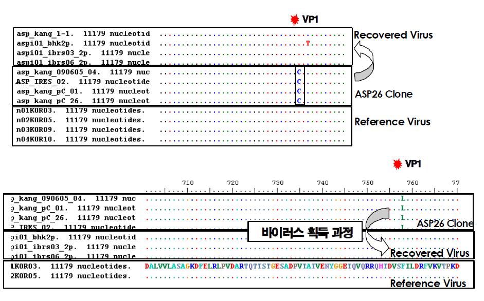 ASP26 클론의 transfection 이후 감염력 있는 바이러스 획득 결과