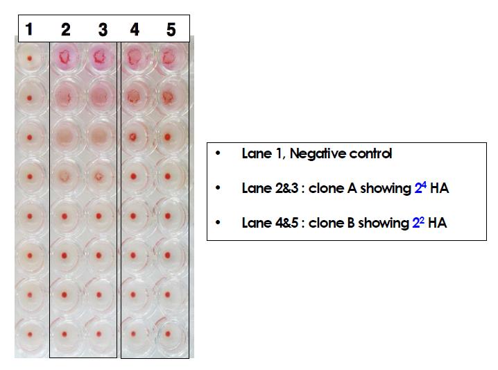 혈구응집반응을 통한 재조합센다이바이러스의 역가 검정법
