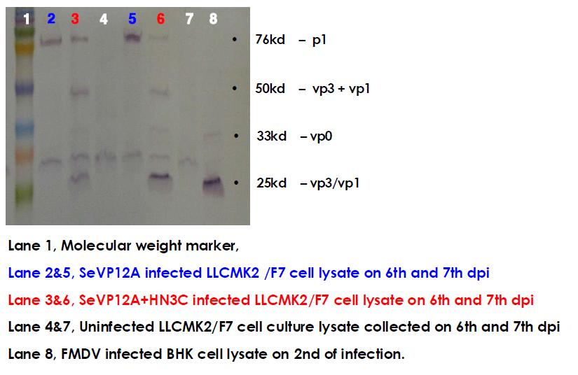 재조합센다이바이러스의 LLCMK2/F7 세포 감염 상층액 웨스턴 블롯 결과