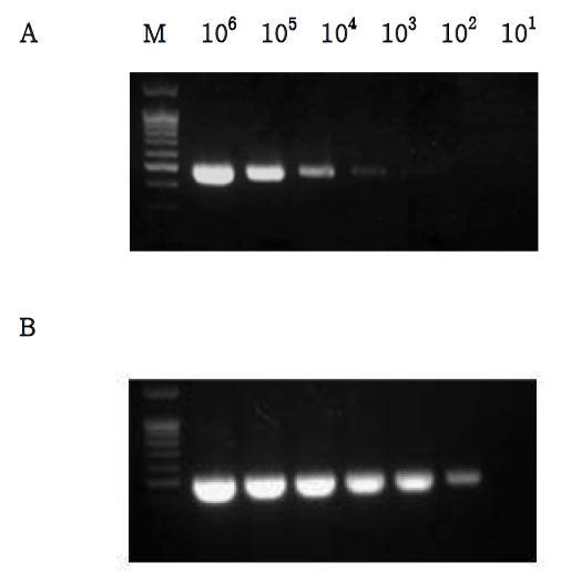 PCR amplification on PCV2 ORF-2