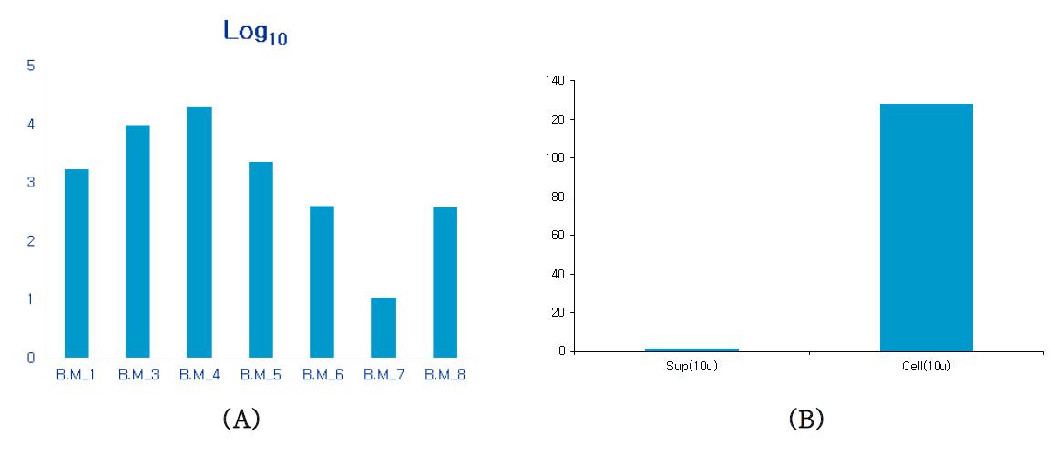 Detection of PCV-2 in bone marrow from 7 boar (A) and PCV-2 expression from boar 4 bone marrow cells (7days) after culture by TaqMan RT-PCR (B).