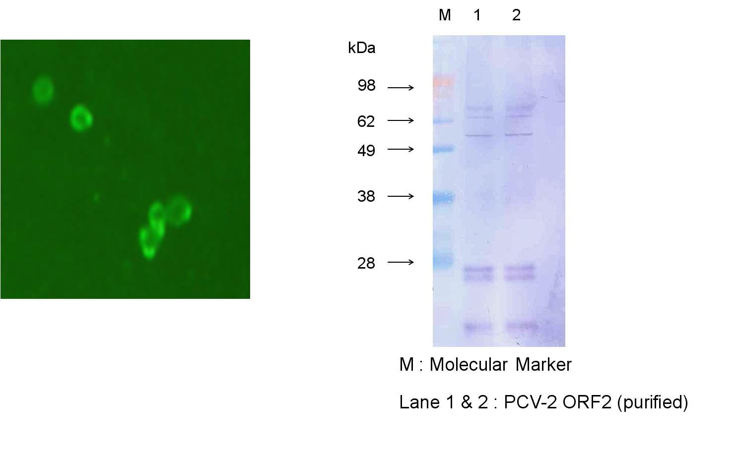 Detection of baculovirus expressed PCV2 ORF2 by IFA (a) and Western blotting (B), respectively.