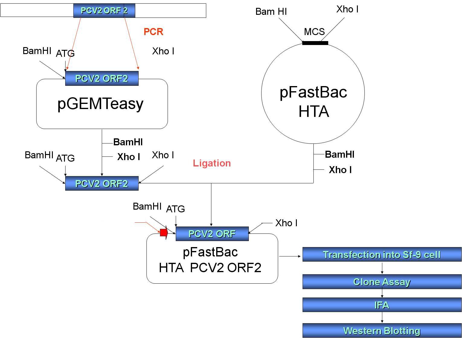 Expression of PCV2 ORF2 in recombinant baculovirus