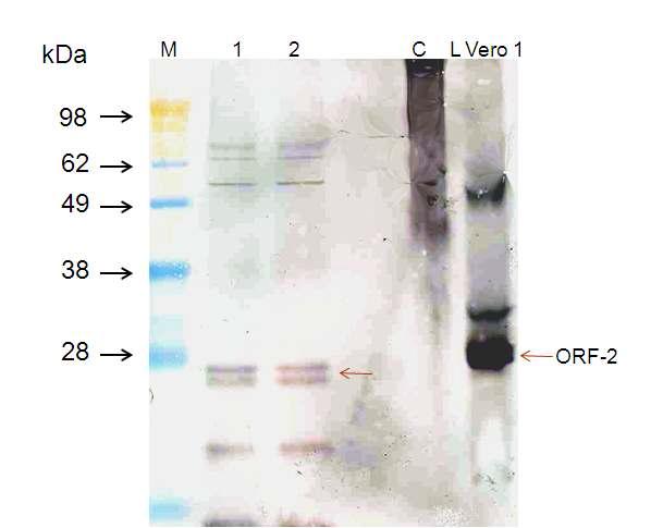 Detection of baculovirus (1 &2) and Vero cell expressed PCV2 ORF2 (L Vero1) by Western Blotting