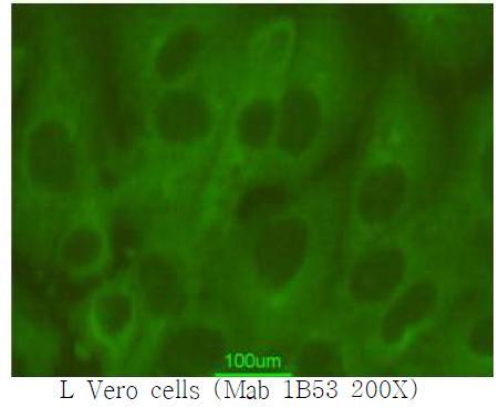 Detection of Vero cell expressed PCV2 ORF2 (L Vero1) by IFA