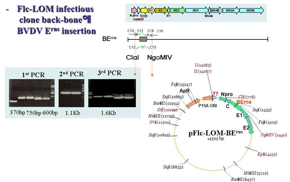 Flc-LOM-BErns clone 제작 및 유전자재조합 바이러스 작성 모식도