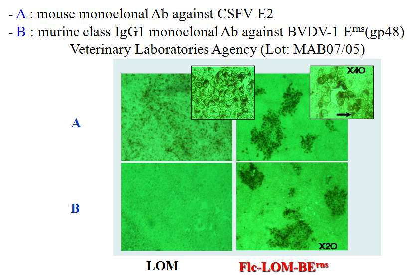 재조합 바이러스의 immunocytohcemical staining