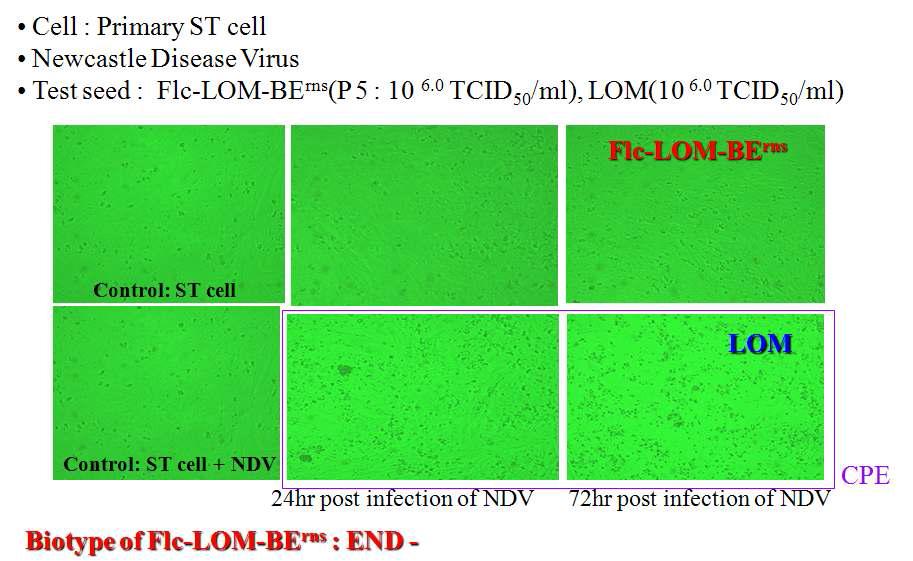 재조합바이러스의 Biotype 결정을 위한 END 시험
