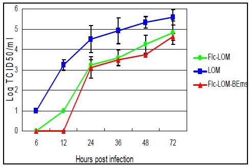 재조합 바이러스 및 LOM주의 시간대별 증식성(바이러스 함량)