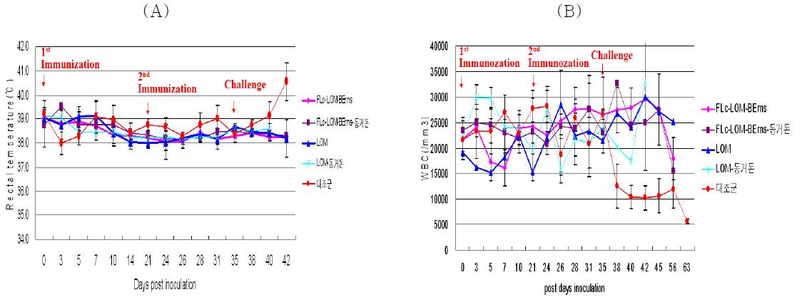 재조합 바이러스 및 LOM주 접종 후 체온변화(A) 및 백혈수 수치 변화(B)