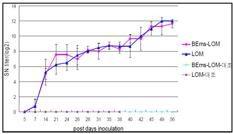 재조합 바이러스 접종 후 돼지열병 항체 반응