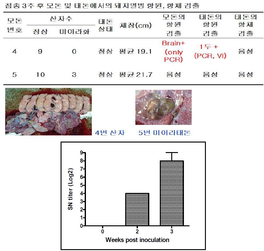 임신돈에서 재조합바이러스 접종 후 돼지열병 항체반응