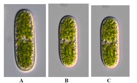 A-C. Cylindrocystis brebissonii세포는 원주형, 협입되지 않고, 길이는 폭의 약 2-3배이고, 양 말단은 둥글다.